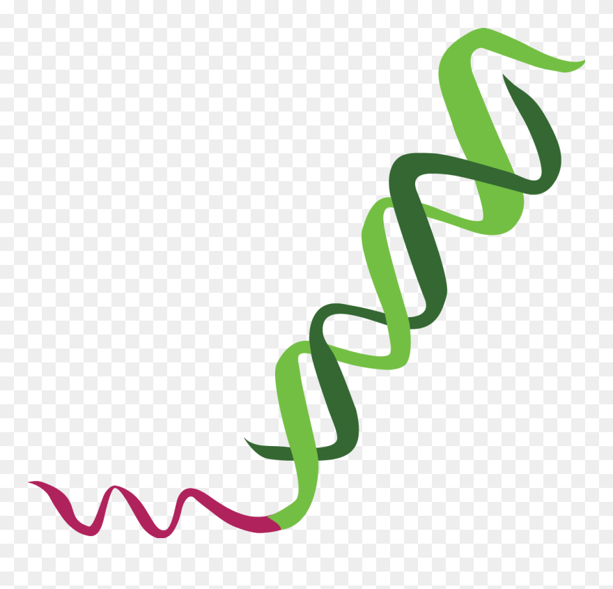 Sirna With Dna Extension - Calligraphy Clipart