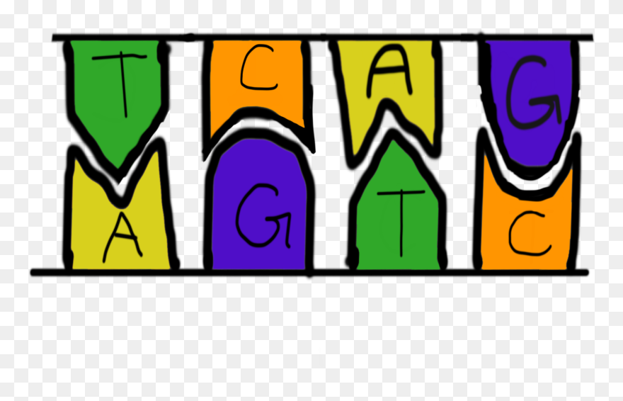 Nucleotide Pairings Clipart