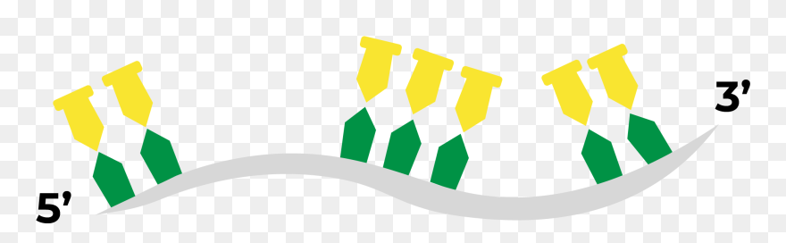 Bioinformatic Design Probes Clipart