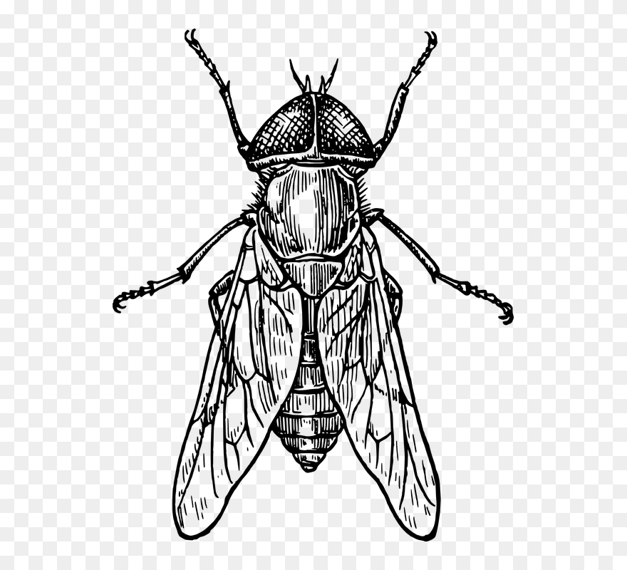 Transparent Fly Black And White Clipart - Insect Drawing - Png Download