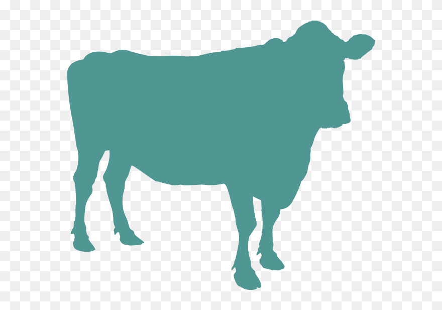 Angus Cattle Beef Cattle Livestock Clip Art - Cattle - Png Download