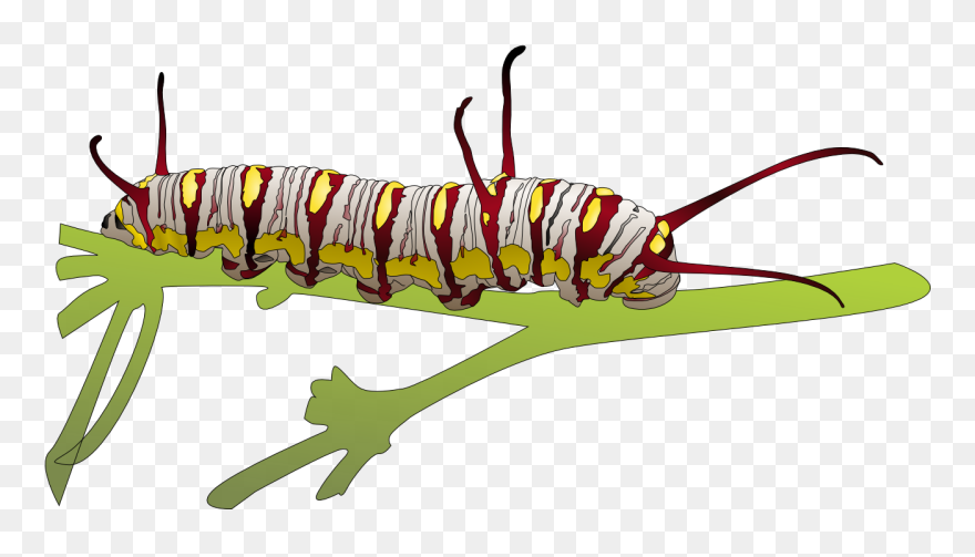 Transparent Caterpillar Clipart - Higad Clipart Black And White - Png Download