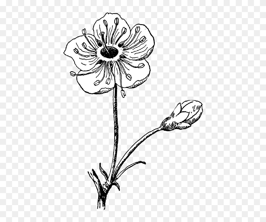Floral Design Photography Black And White Visual Arts - Blossom Flower Clip Art - Png Download