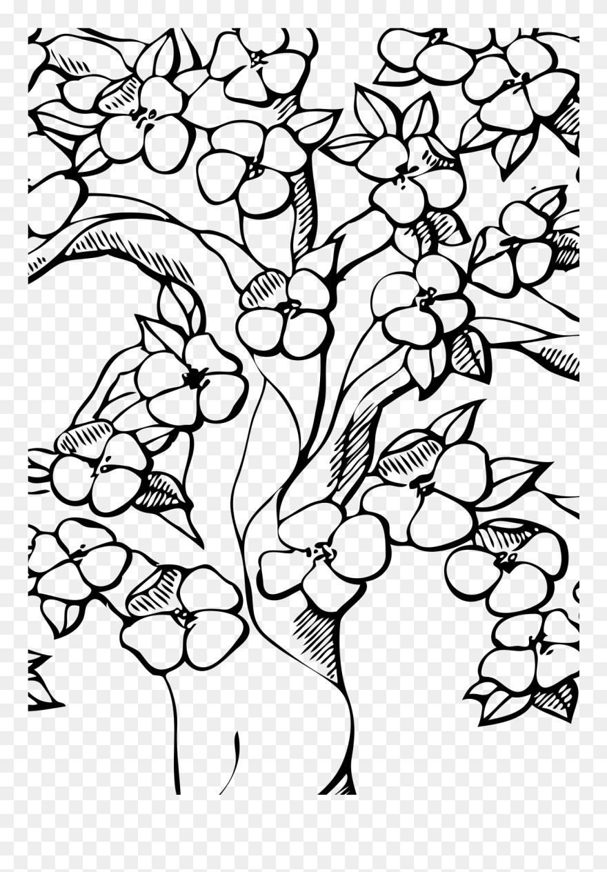 Outline Cherry Blossom Tree Drawing Clipart
