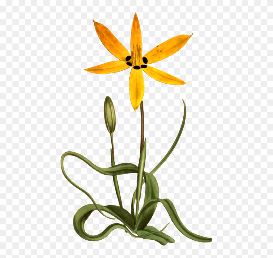Yellow Flower Botany Common Daisy Drawing - Star Flower Clipart - Png Download