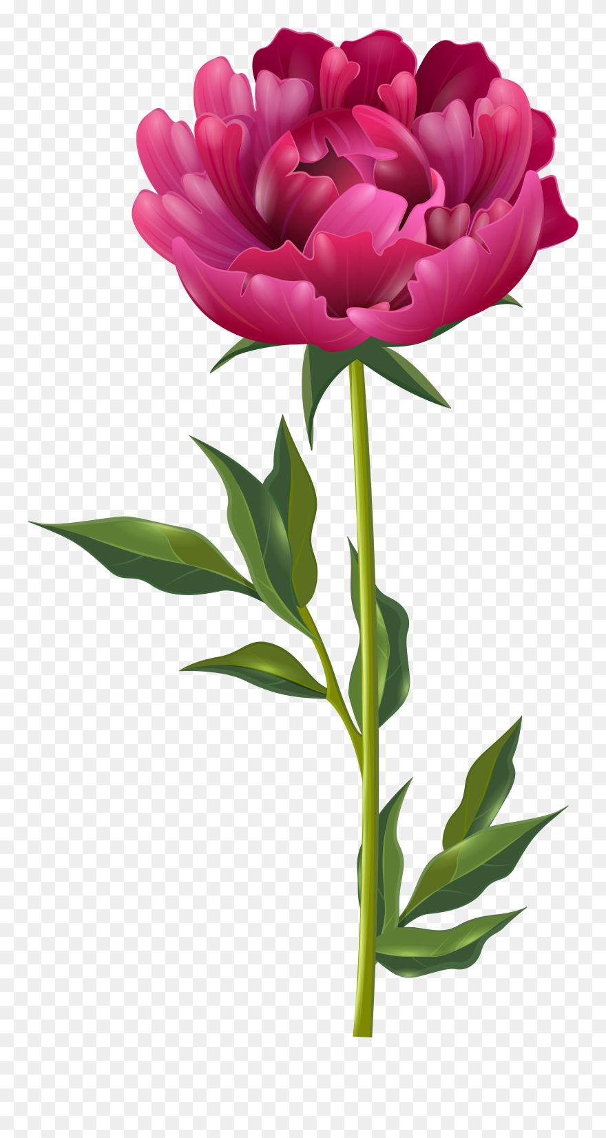Peony Clipart - Clipart Best - Peony Flower Transparent Background - Png Download