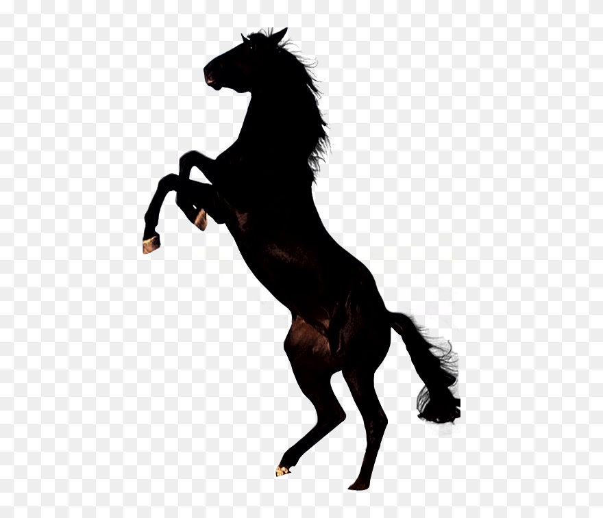 Clipart Brown Horse Png Image - Black Horse Png Transparent Png
