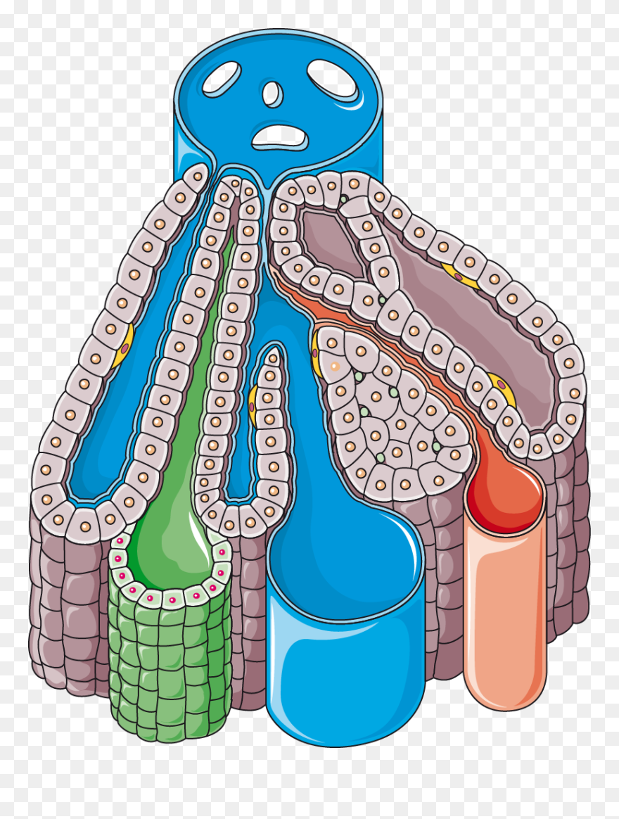 Unlabeled Classic Liver Lobule Clipart