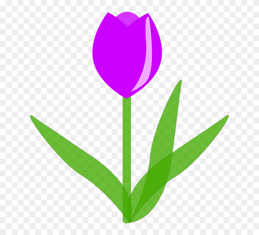 Sprenger's Tulip Clipart
