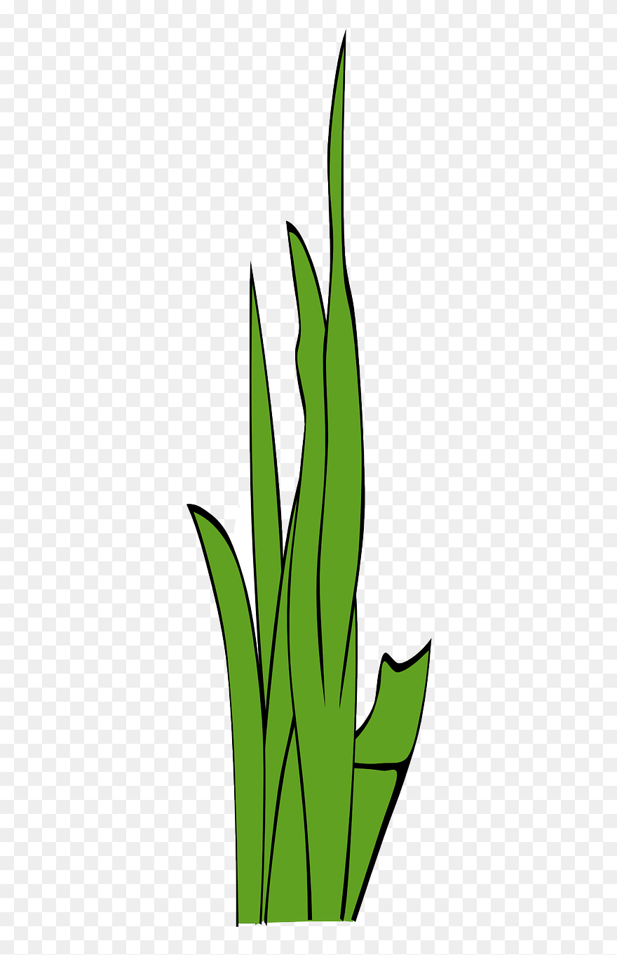 Grass Weed Vector Clipart