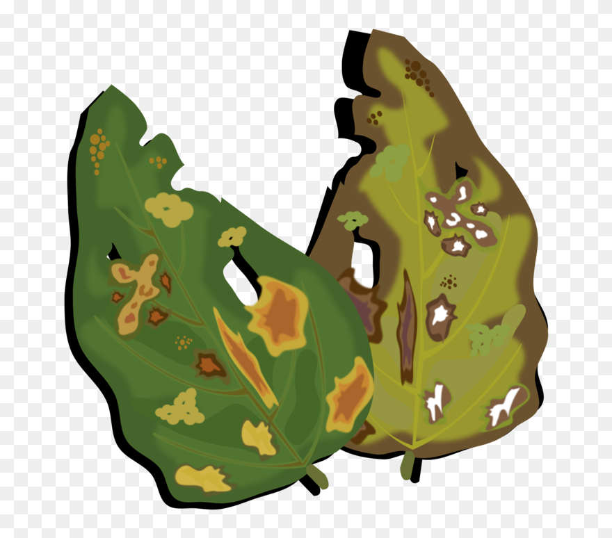 Plant,leaf,military Camouflage - Plant Disease Clipart - Png Download
