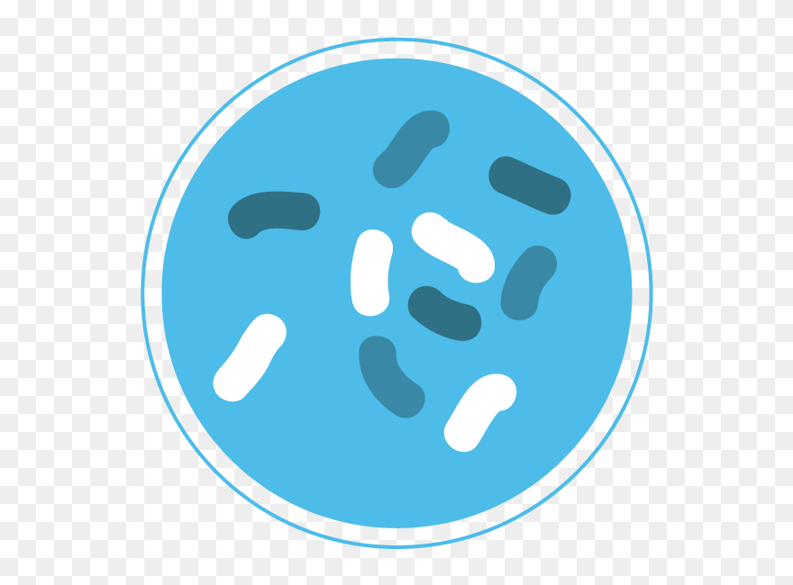 Bacteria Png - Microorganism Png Clipart