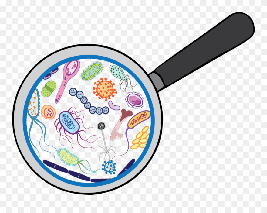Magnefying Glass-bacteria Clipart