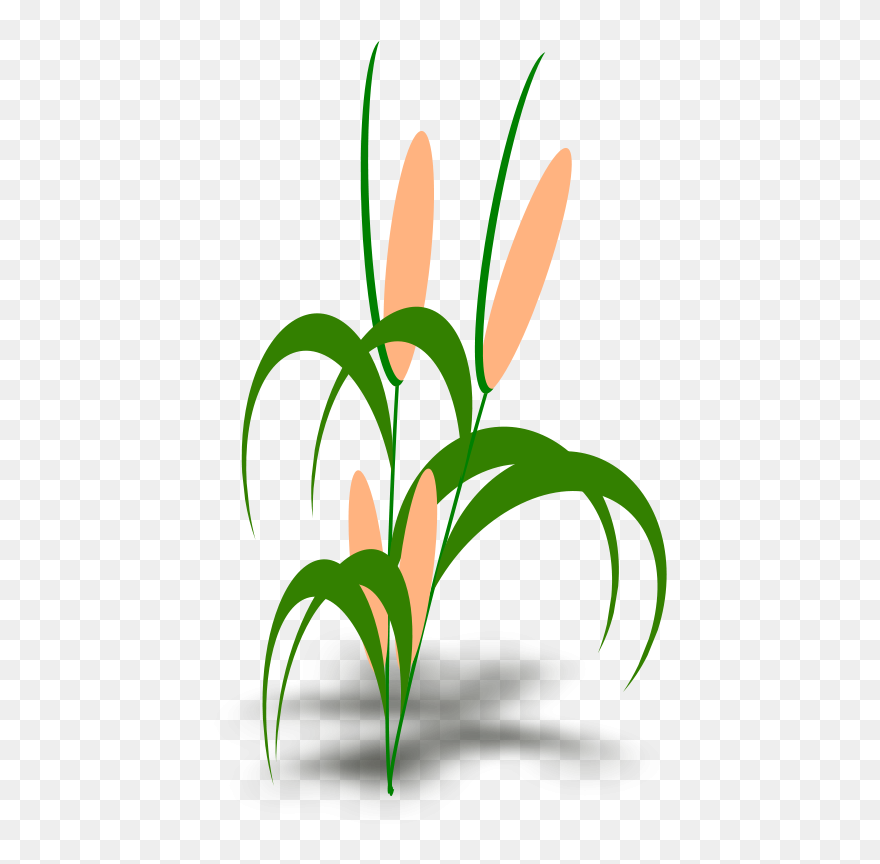 Plant - Food Chain Of A Hedgehog Clipart
