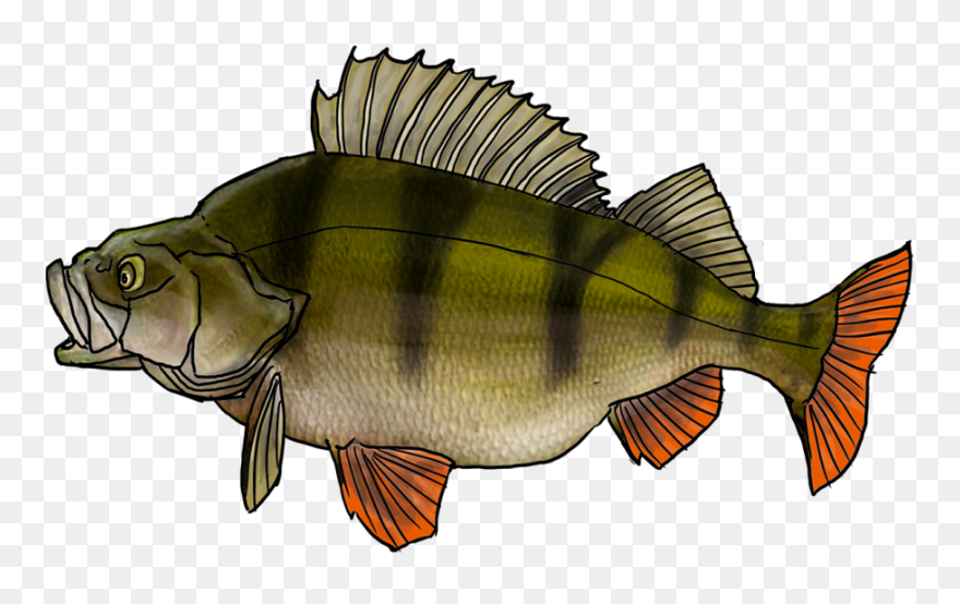 Thumb Image - Perche Png Clipart