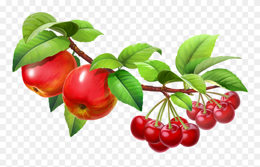 Fruit In A Tree Clipart - Png Download