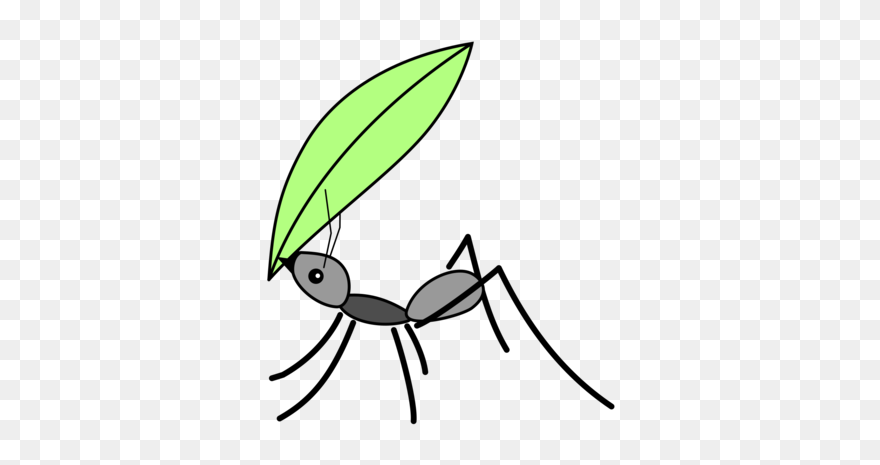 Fly,line Art,leaf - Drawing Ant Clipart