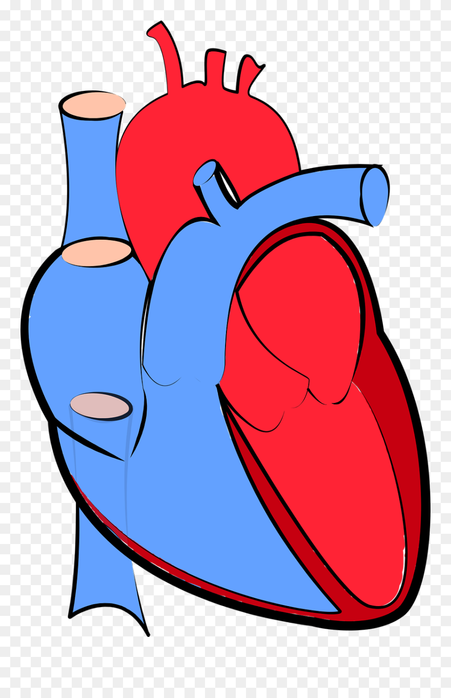 Human Heart 1700453 1280 Copy - Real Transparent Heart Png Clipart