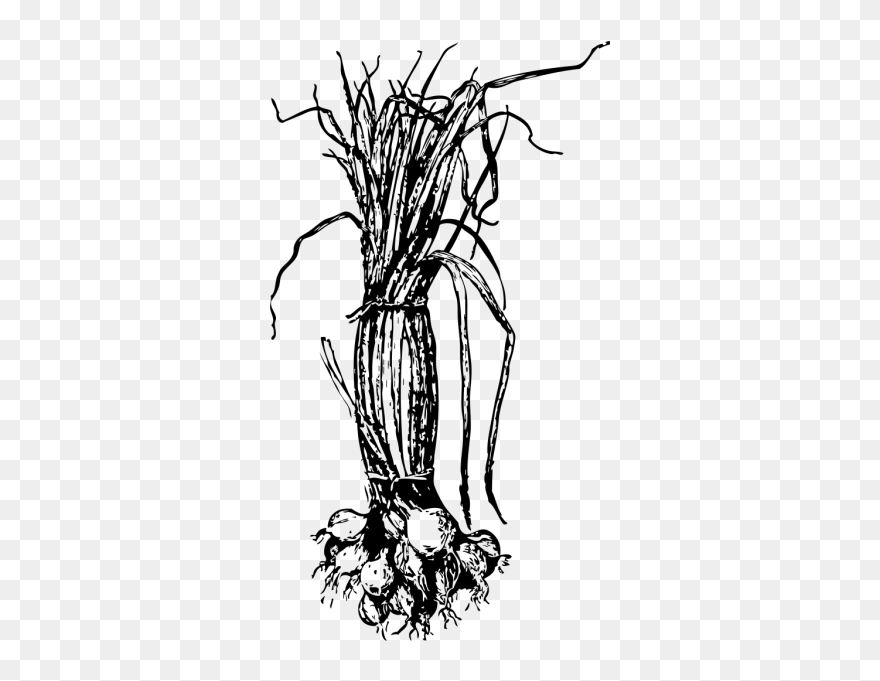 Onion Rings Png Images - Onion Tree Drawing Clipart