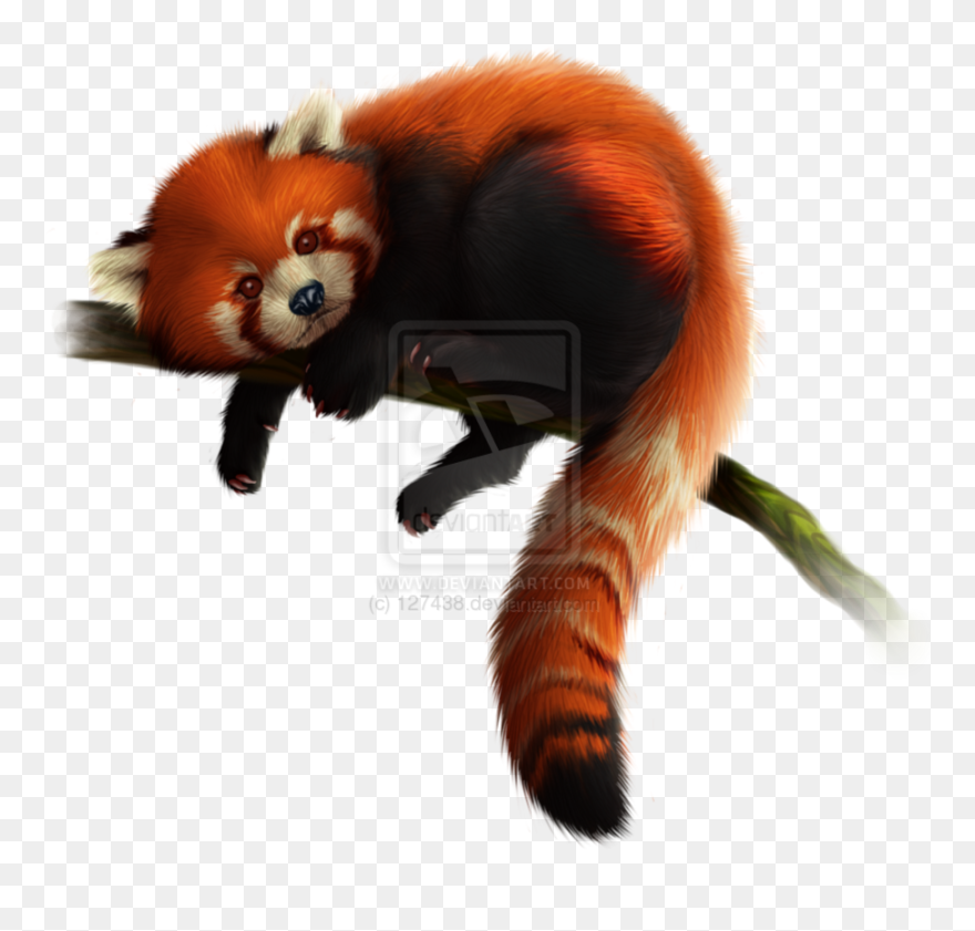 Giant Panda Red Panda Clip Art - Red Panda Png File Transparent Png