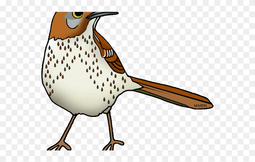 Easy Georgia Bird Brown Thrasher Clipart