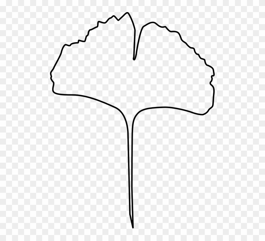 Gingko Leaf, Evolution, Gingko, Leaf, Plant, Tree - Ginkgo Leaf Line Drawing Clipart