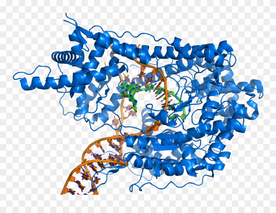 Rna Polymerase Producing Mrna From A Double-stranded - Rna Polymerase Png Clipart