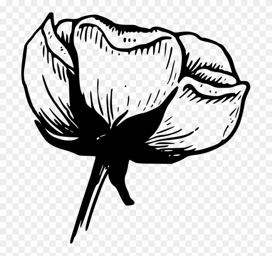 Cotton Balls Flower Drawing Boll Weevil - Black And White Transparent Clipart - Png Download