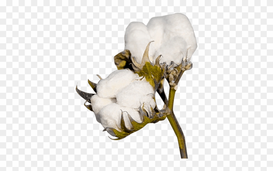 Image Freeuse Download Plant Png Image Purepng - Cotton Png Clipart
