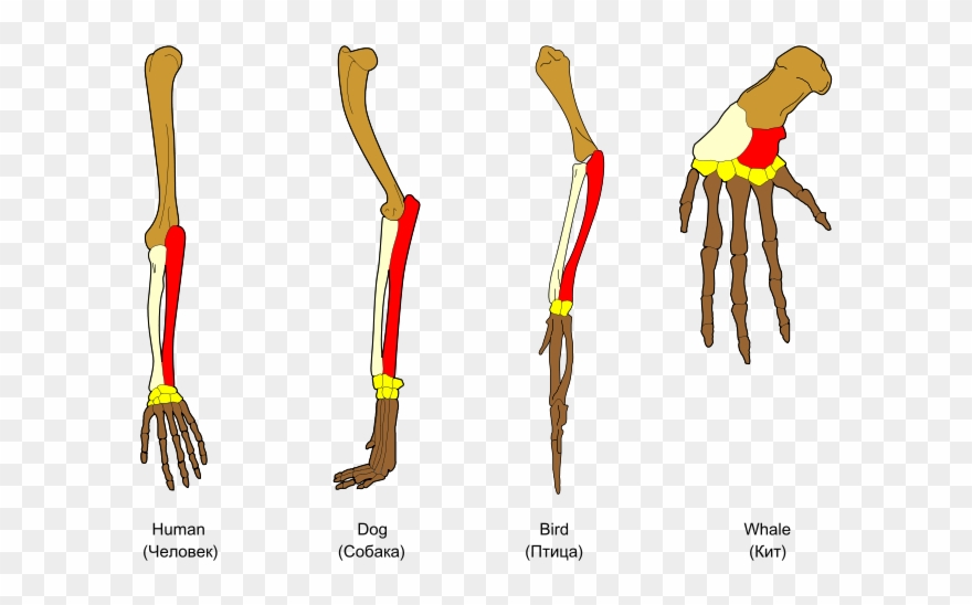 Clip Art Analogous Structures Have The Same Function - Pentadactyl Limb Divergent Evolution - Png Download