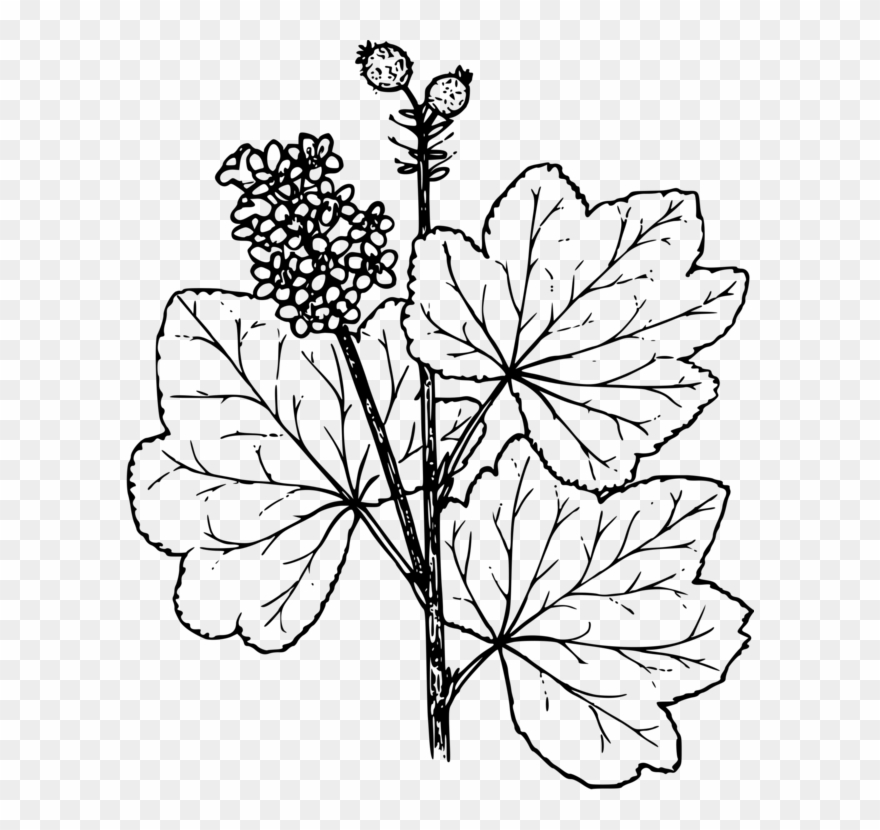 Grape Blackcurrant Juice Drawing Berry - Watercress Coloring Pages Clipart