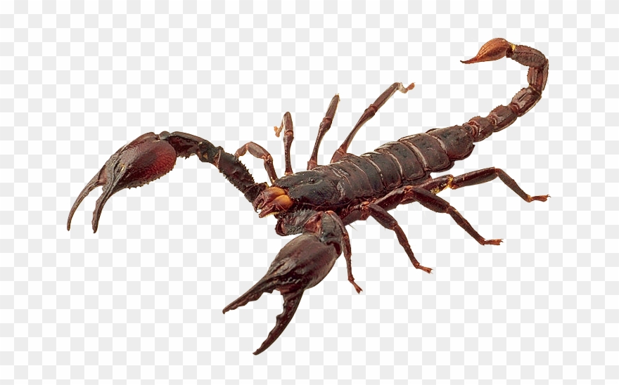 Scorpion .png Clipart