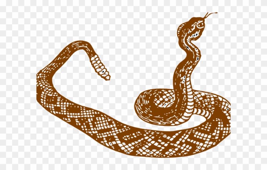 Serpiente Blanco Y Negro Clipart