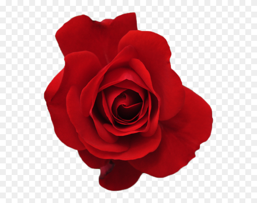 Red Flower Crown Transparent Forever & A - Blooming Roses Transparent Background Clipart