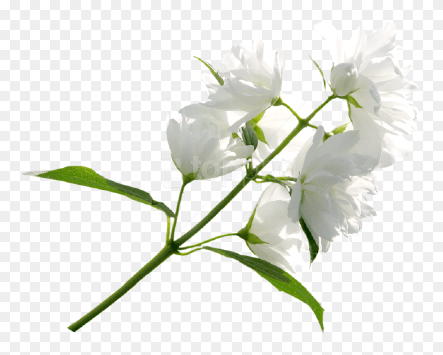 Free Png Download White Flower Png Images Background - White Flowers Transparent Background Clipart