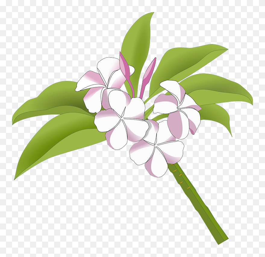 Plumeria Clipart - Bunga Kamboja Vector - Png Download