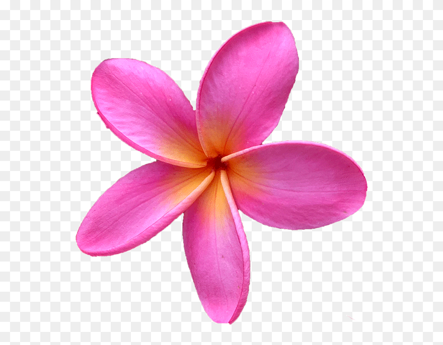 Transparent Plumeria Flower Png - Pink Plumeria Flower Png Clipart