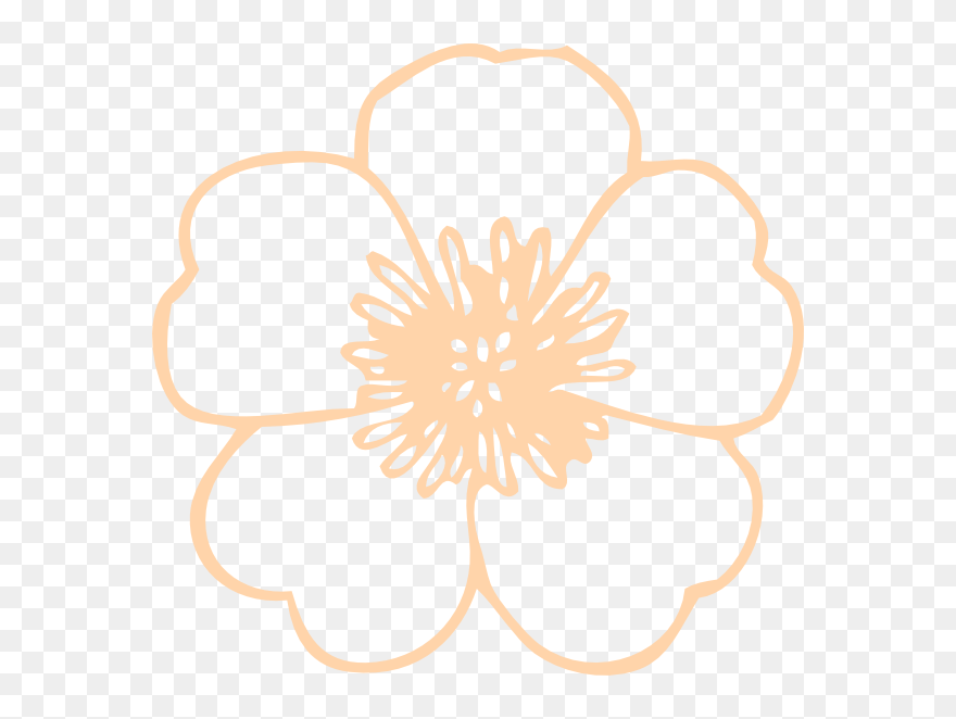 Cream Buttercup Flower Svg Clip Arts - Buttercup Flower Png Clipart Transparent Png
