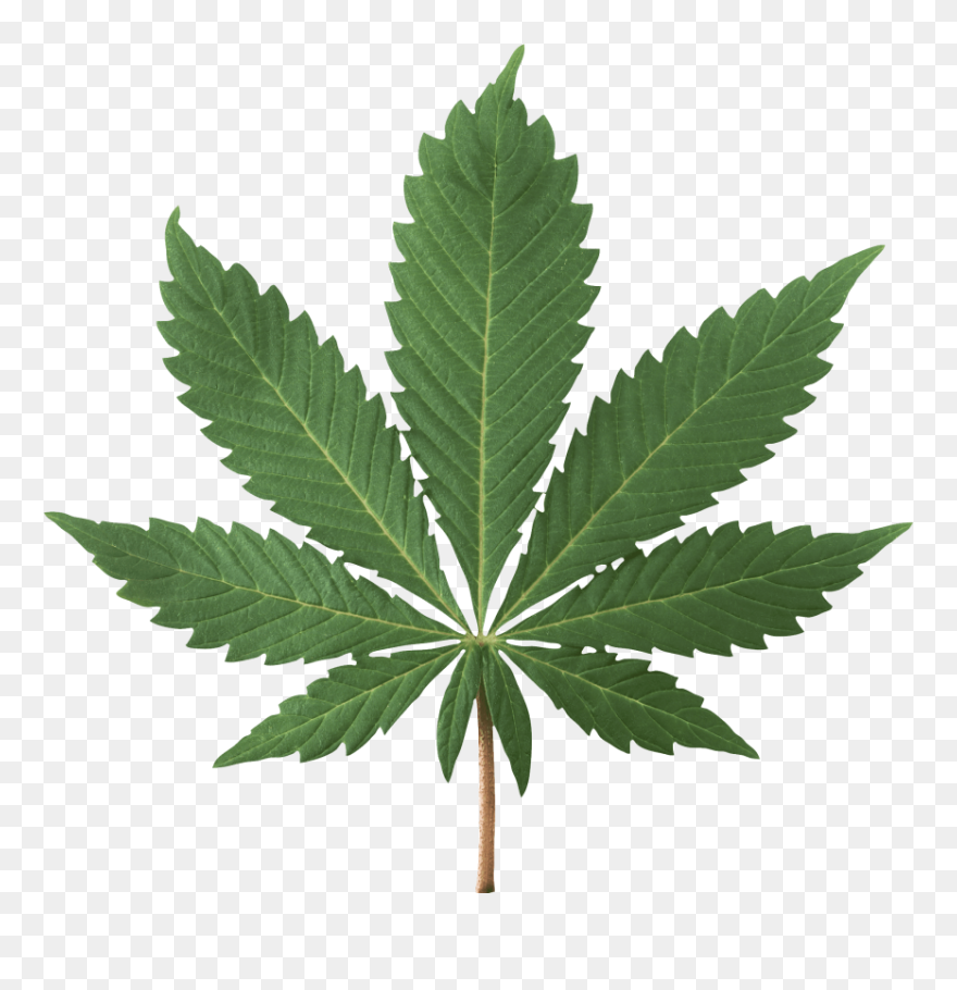Marijuana Plant Clipart 2 » Clipart Station - Transparent Weed Leaf Png