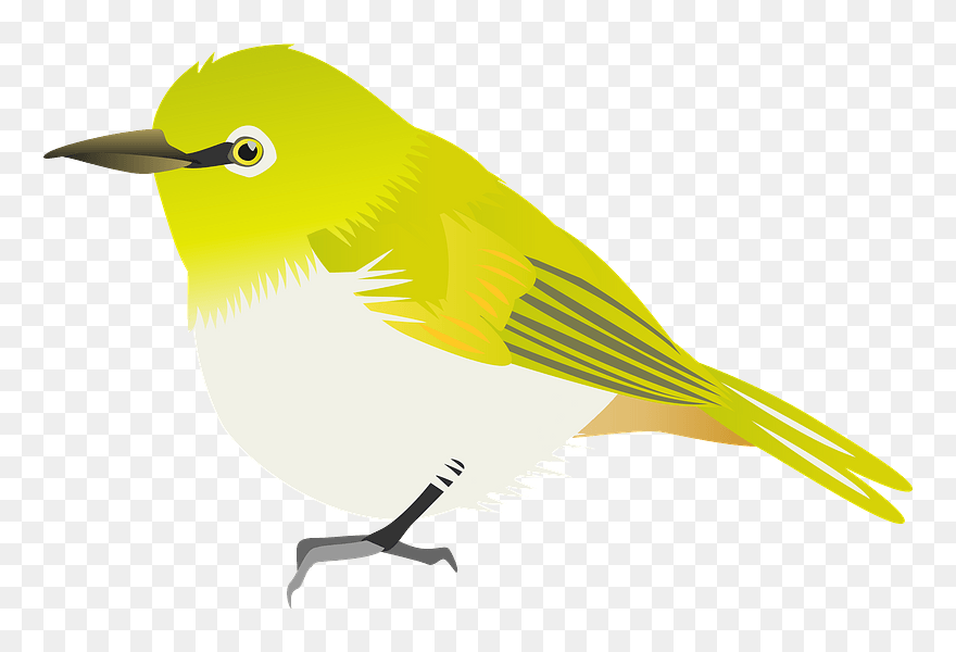 Japanese White-eye Apricot Clipart - Old World Flycatcher - Png Download