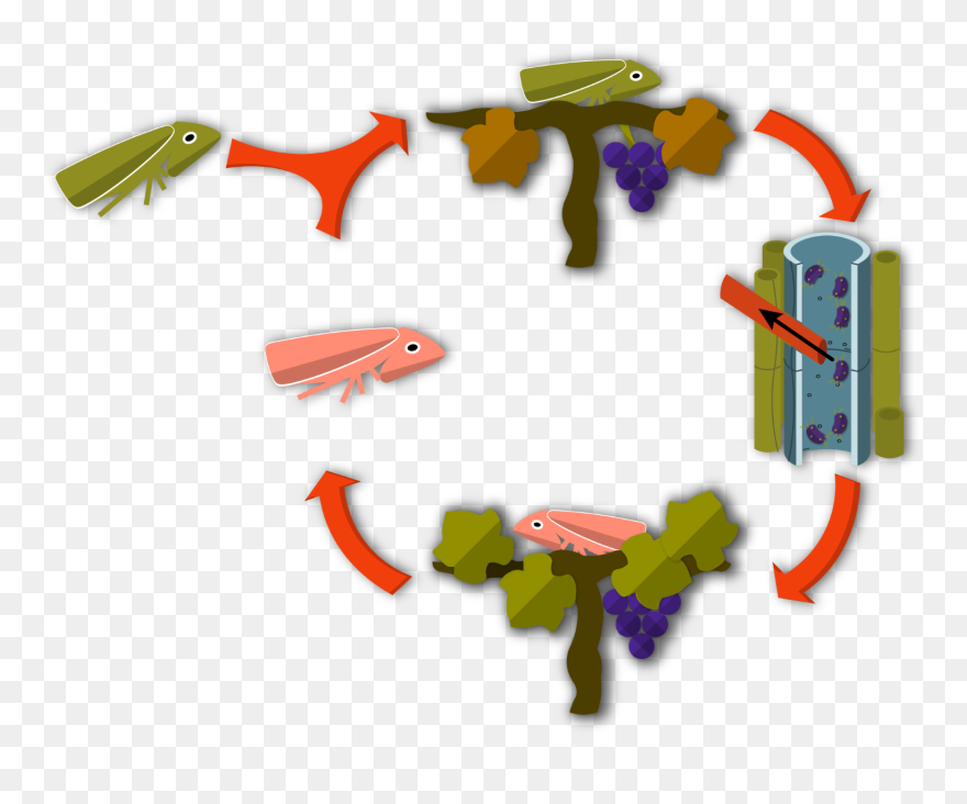 Clip Art - Png Download