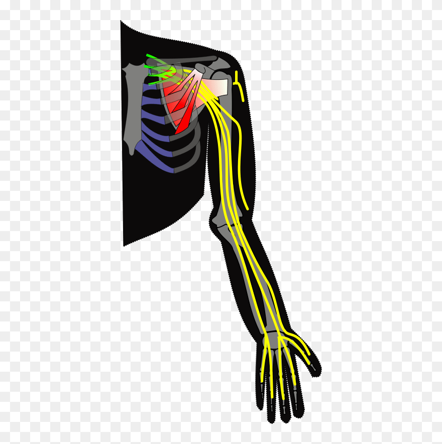 Brachial Plexus Png Clipart