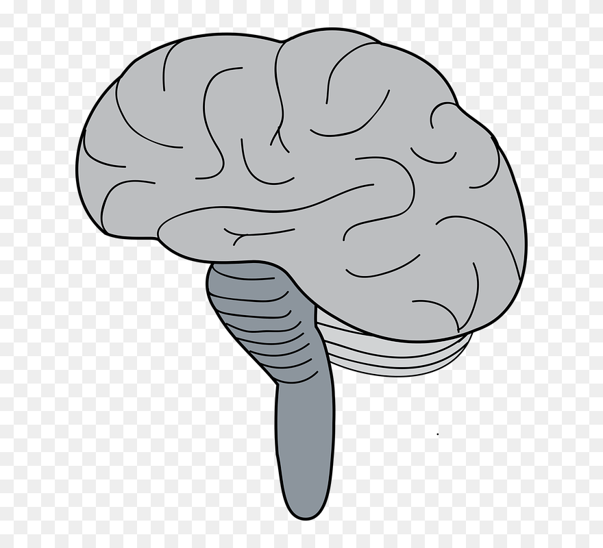 Brain Stem Simple Diagram Clipart