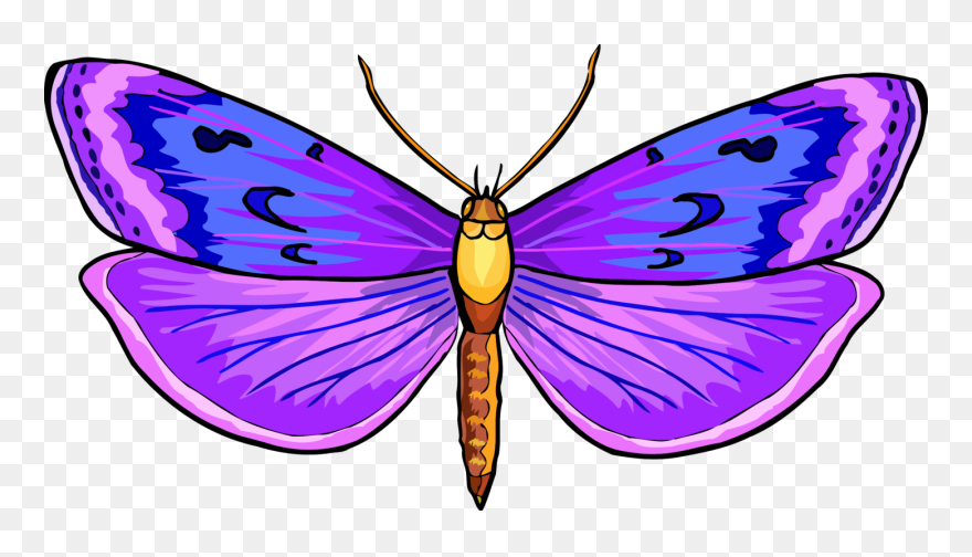 Vhs Butterfly Png Clipart