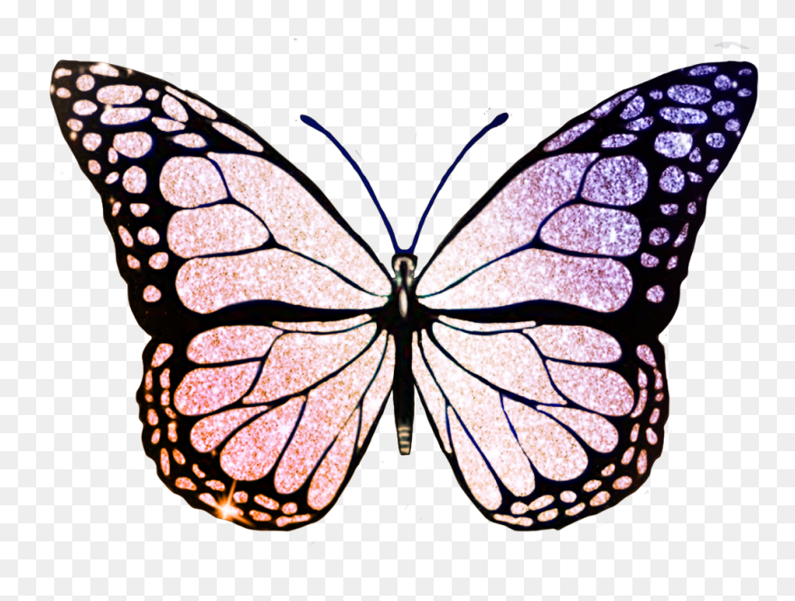 Black Butterfly Png Transparent Clipart