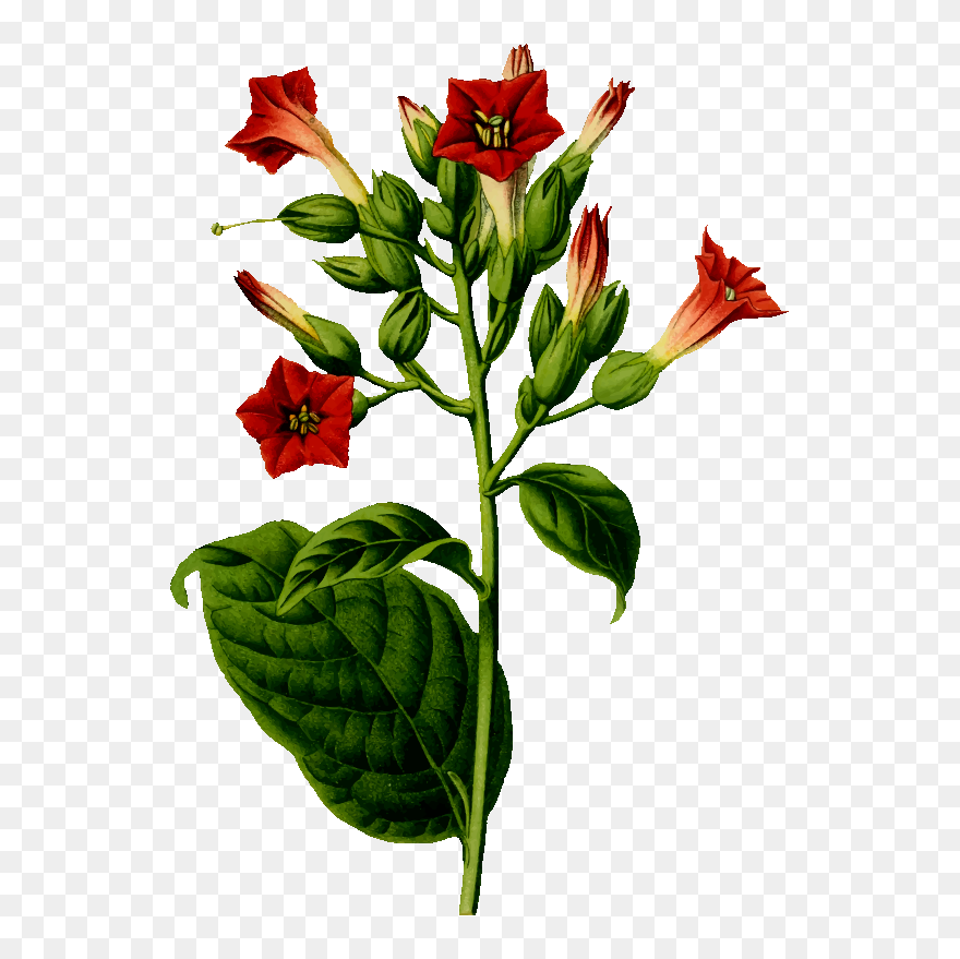 Tobacco Plant - Tobacco Plant Drawing Png Clipart
