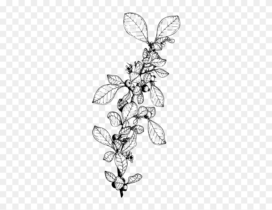 Box-briar Decorartion - Line Art Clipart