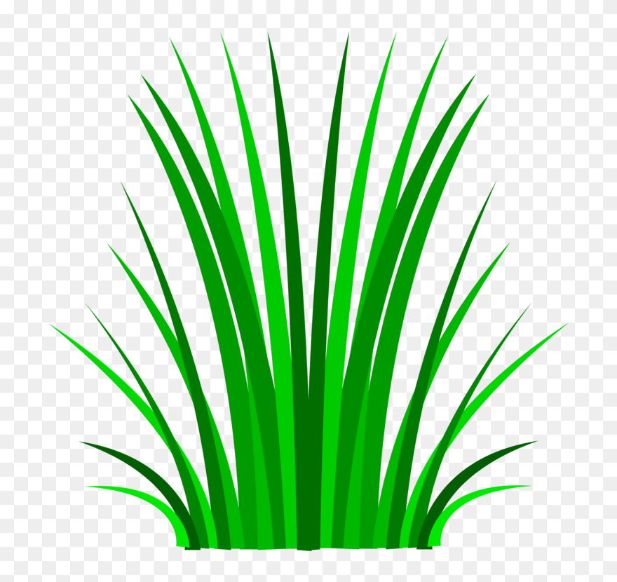 Plant,leaf,arecales Clipart