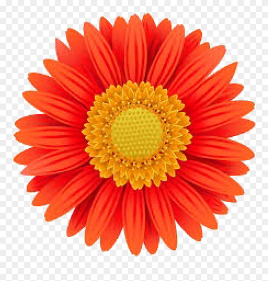 Gerbera Flower Png Clipart