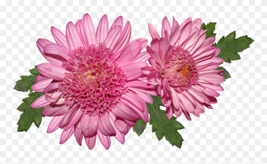 Transparent Chrysanthemum Png - Chrysantheme Png Clipart